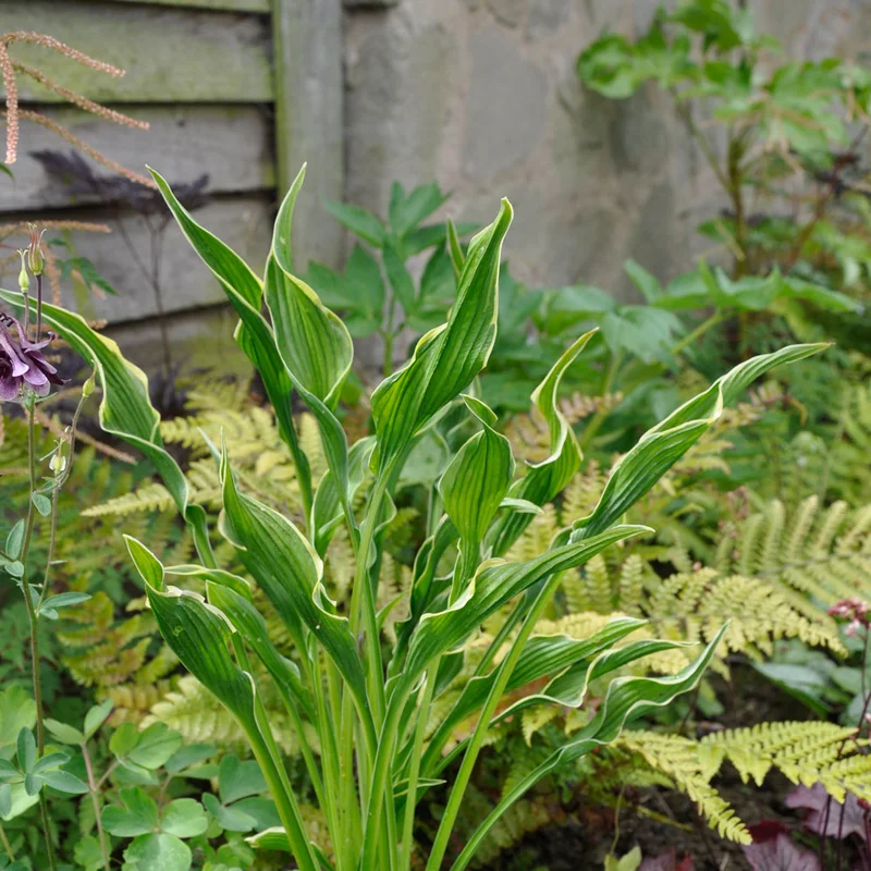 claireaustin-hardyplants3005577