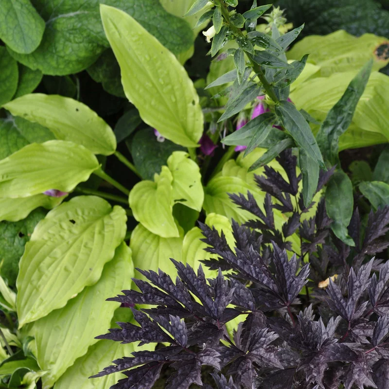 claireaustin-hardyplants3005616