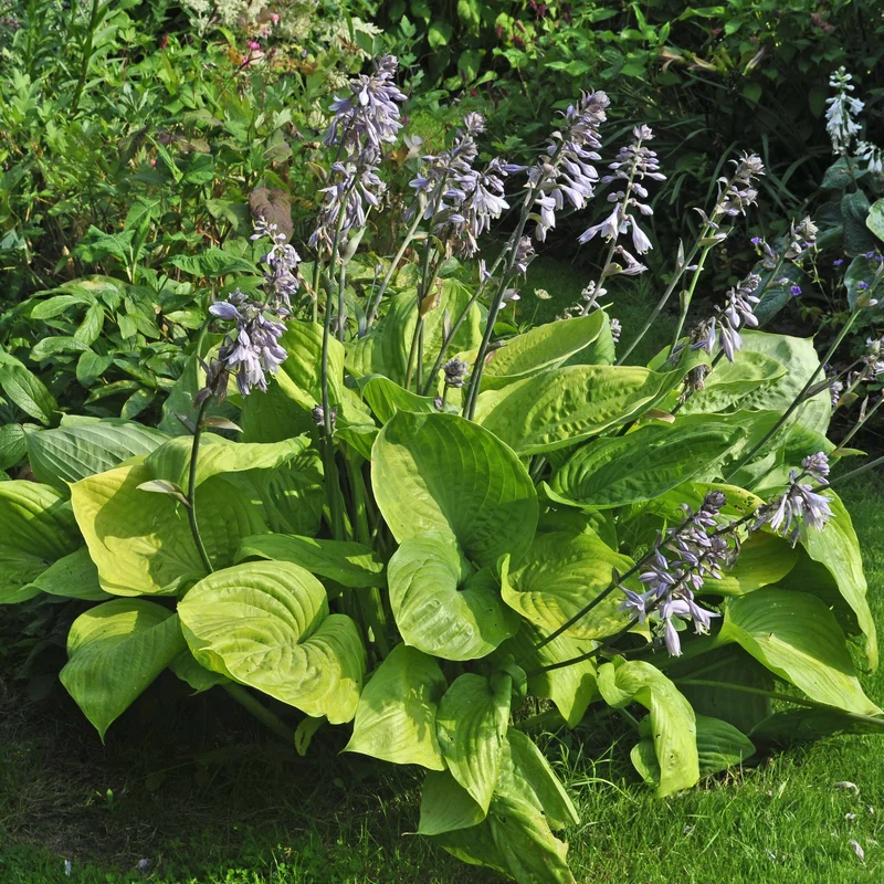 claireaustin-hardyplants3005722