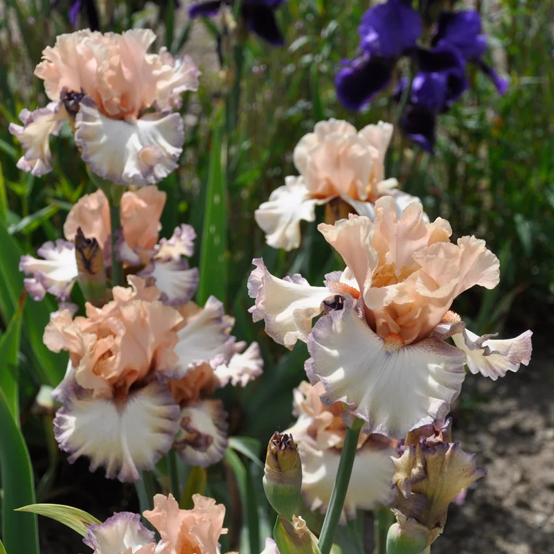 claireaustin-hardyplants3006365