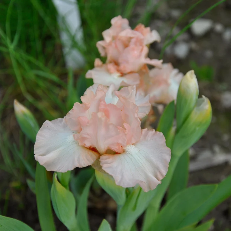 claireaustin-hardyplants3006777