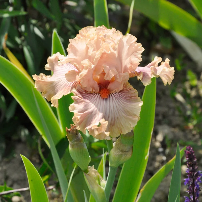 claireaustin-hardyplants3006841