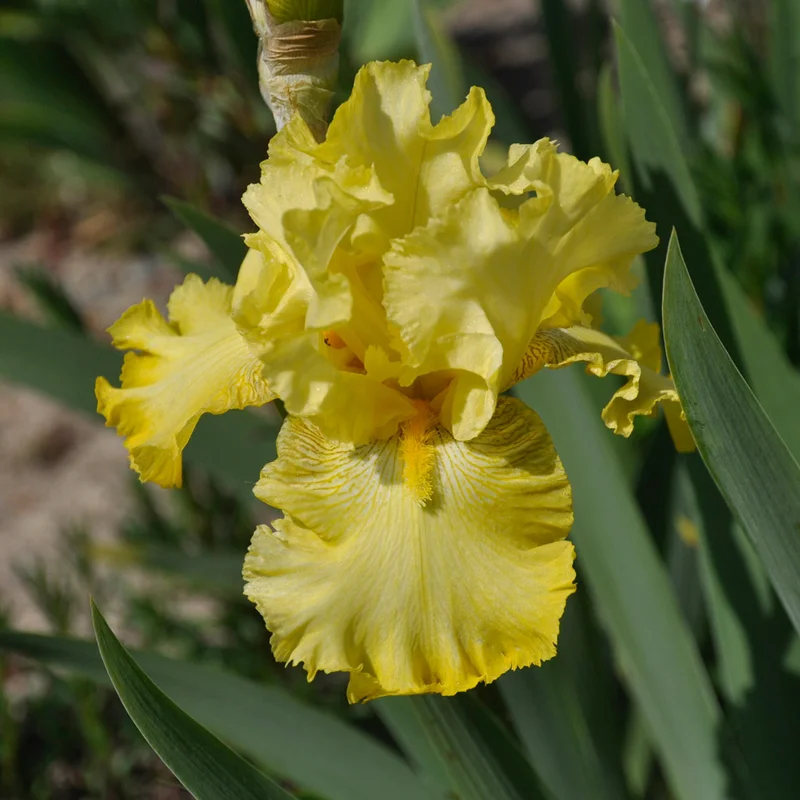 claireaustin-hardyplants3006934