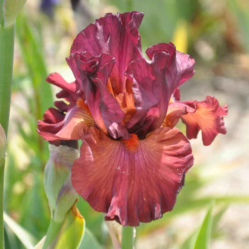claireaustin-hardyplants3007174