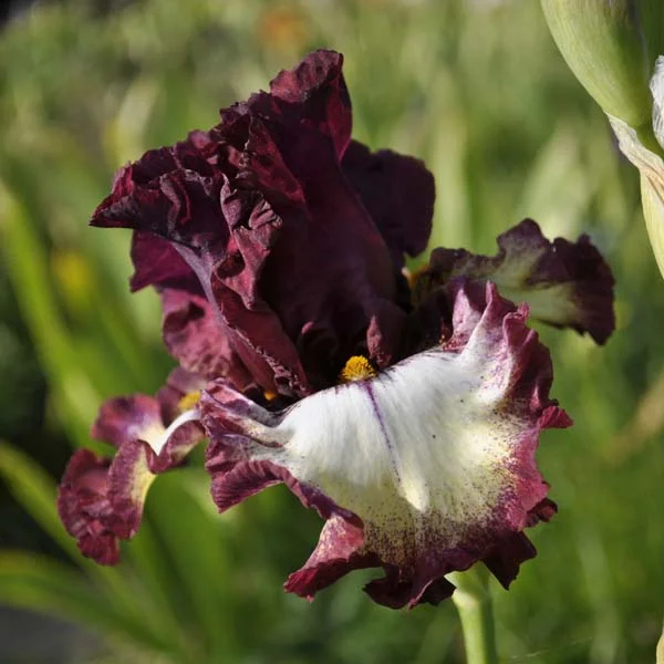 claireaustin-hardyplants3007453