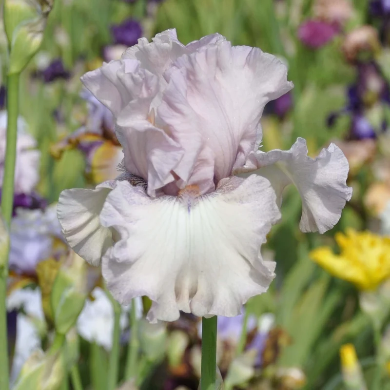 claireaustin-hardyplants3007518