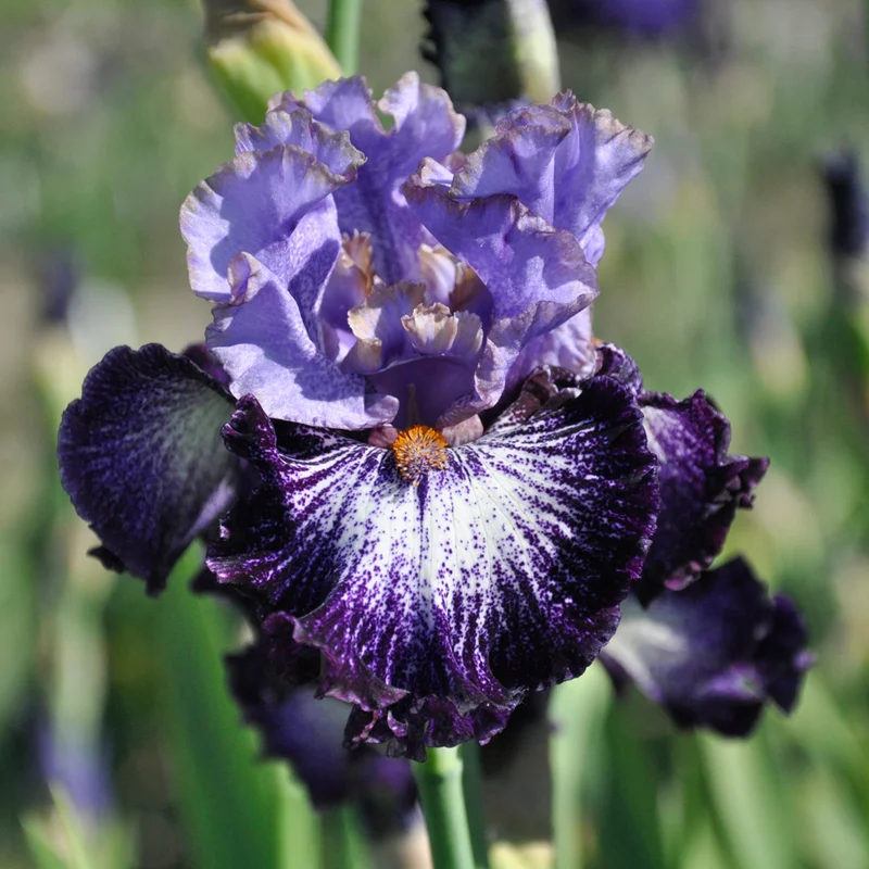 claireaustin-hardyplants3007608
