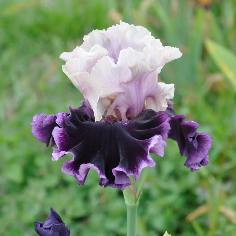 claireaustin-hardyplants3007875