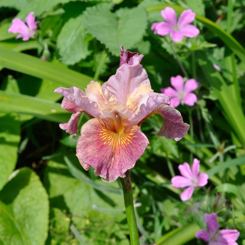 claireaustin-hardyplants3008185