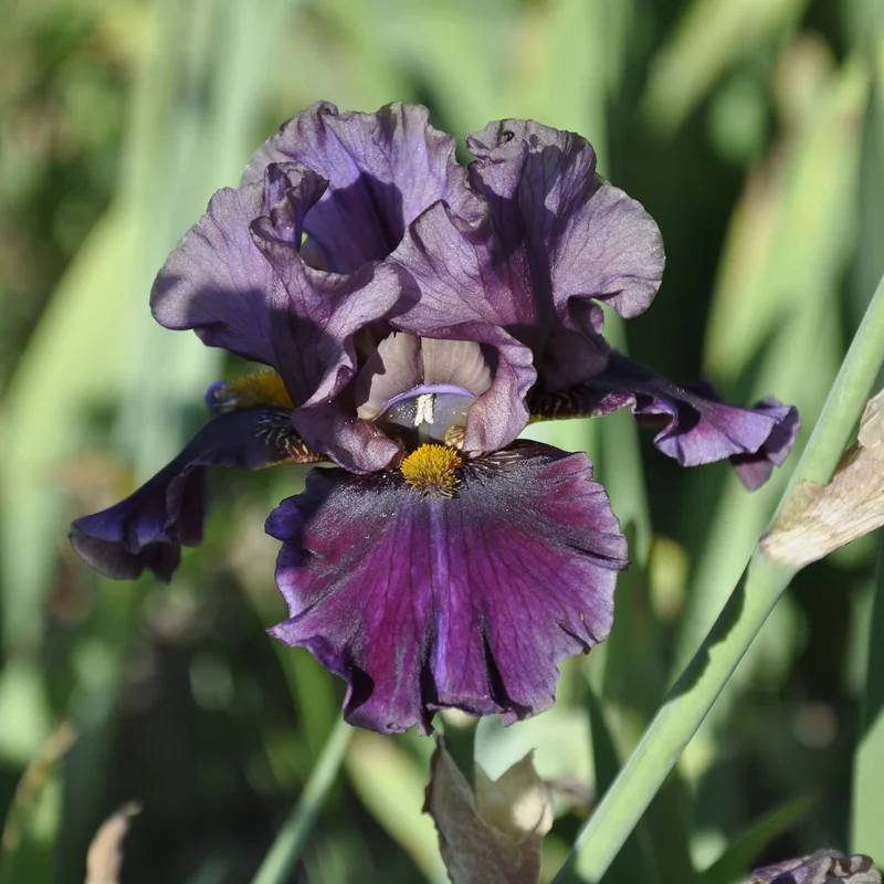 claireaustin-hardyplants3008555