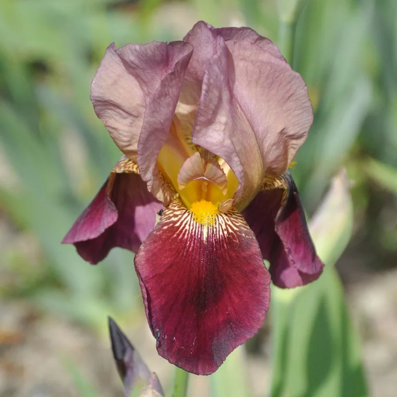 claireaustin-hardyplants3009442