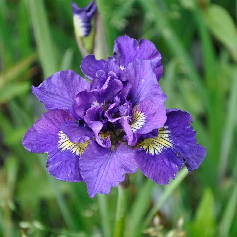 claireaustin-hardyplants3009633