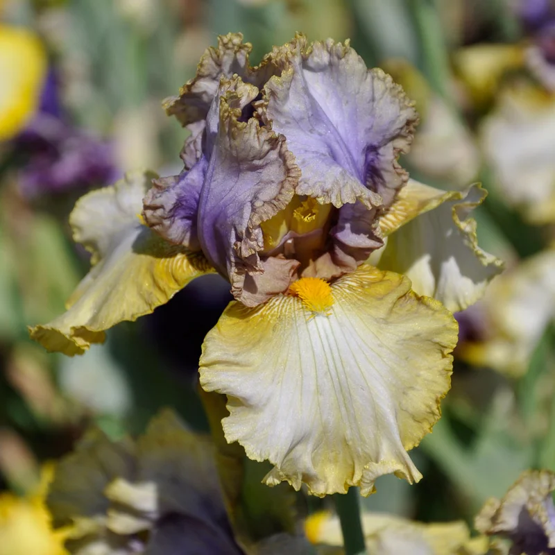 claireaustin-hardyplants3009840