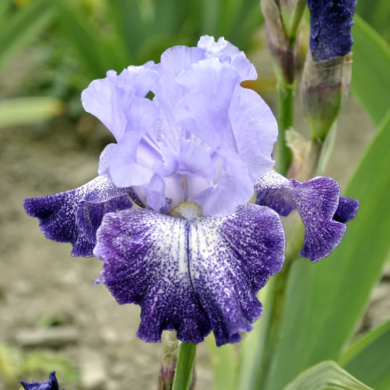 claireaustin-hardyplants3011890