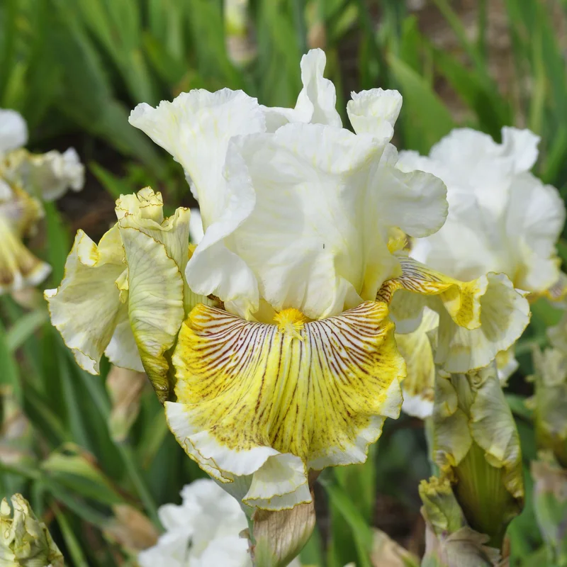claireaustin-hardyplants3011925