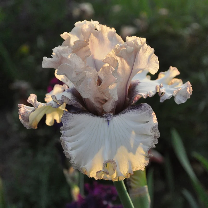 claireaustin-hardyplants3012073