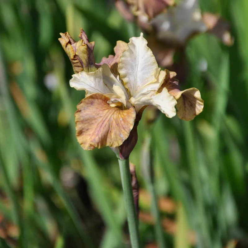 claireaustin-hardyplants3012119