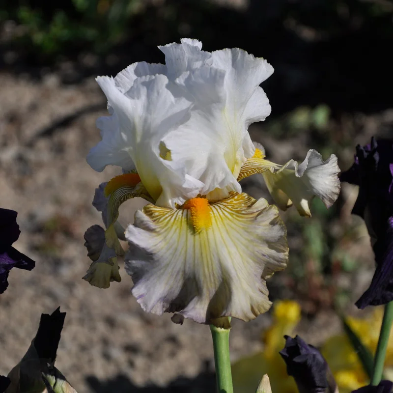 claireaustin-hardyplants3012182