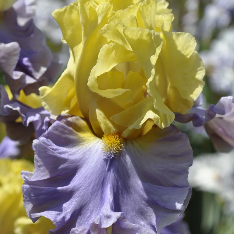 claireaustin-hardyplants3012214