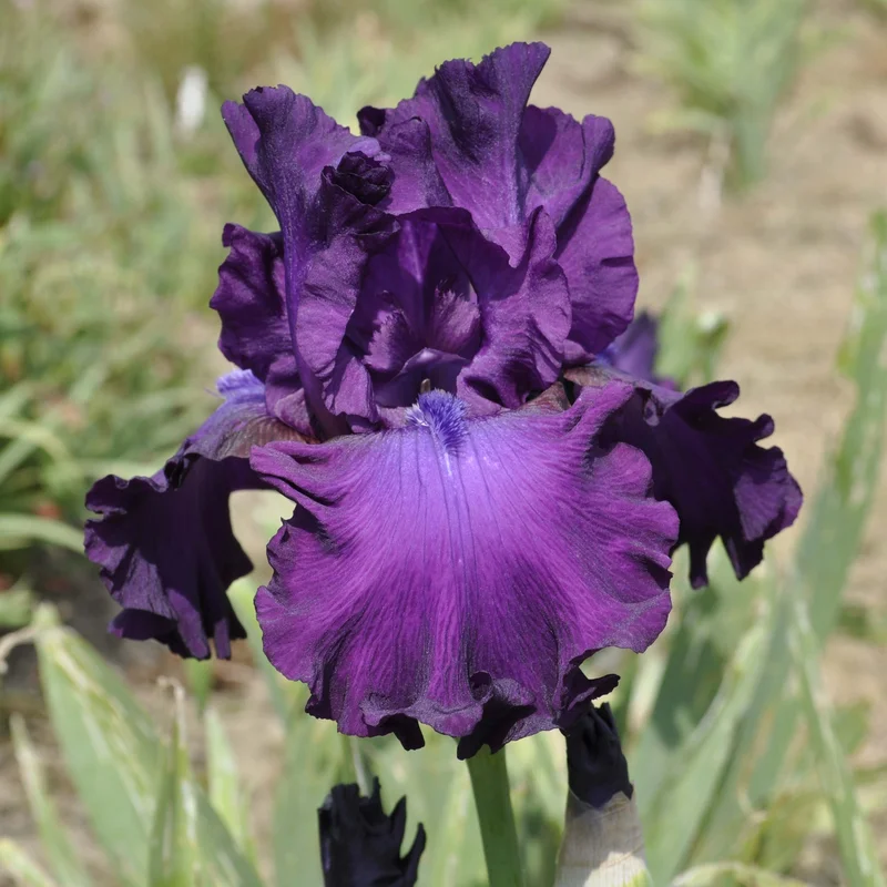claireaustin-hardyplants3012285