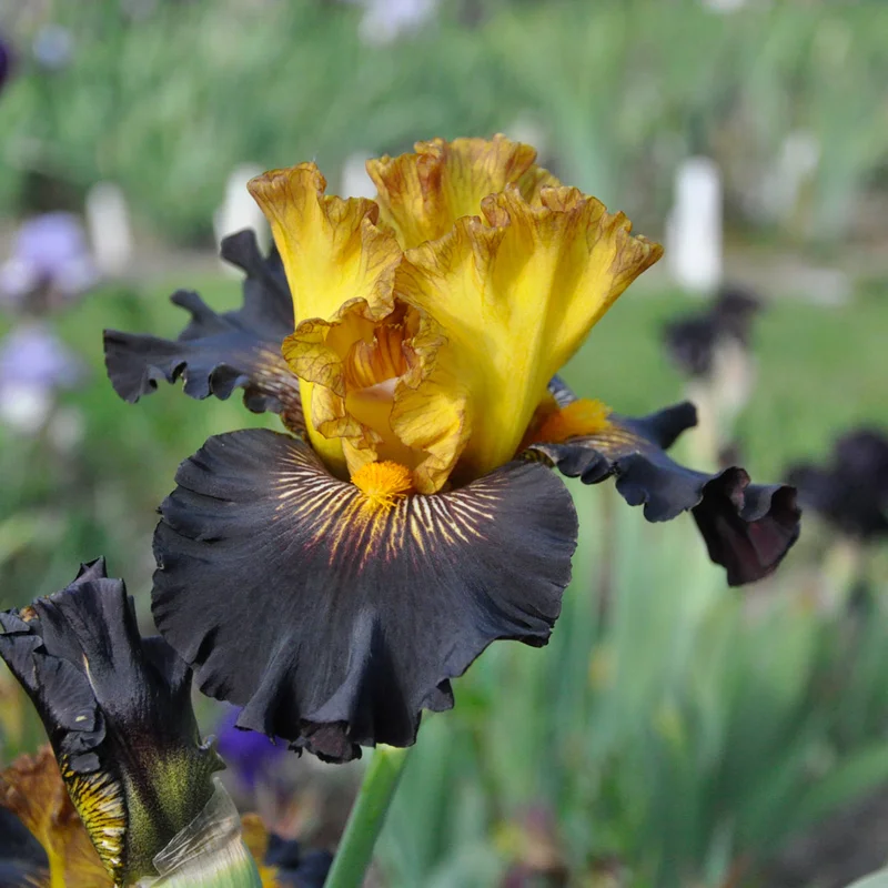 claireaustin-hardyplants3012937