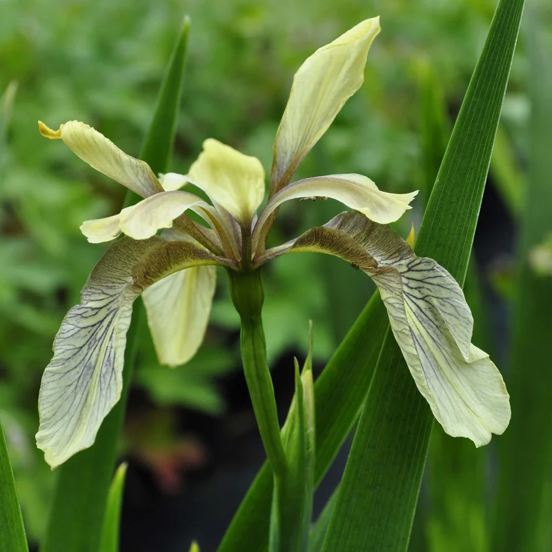 claireaustin-hardyplants3013240