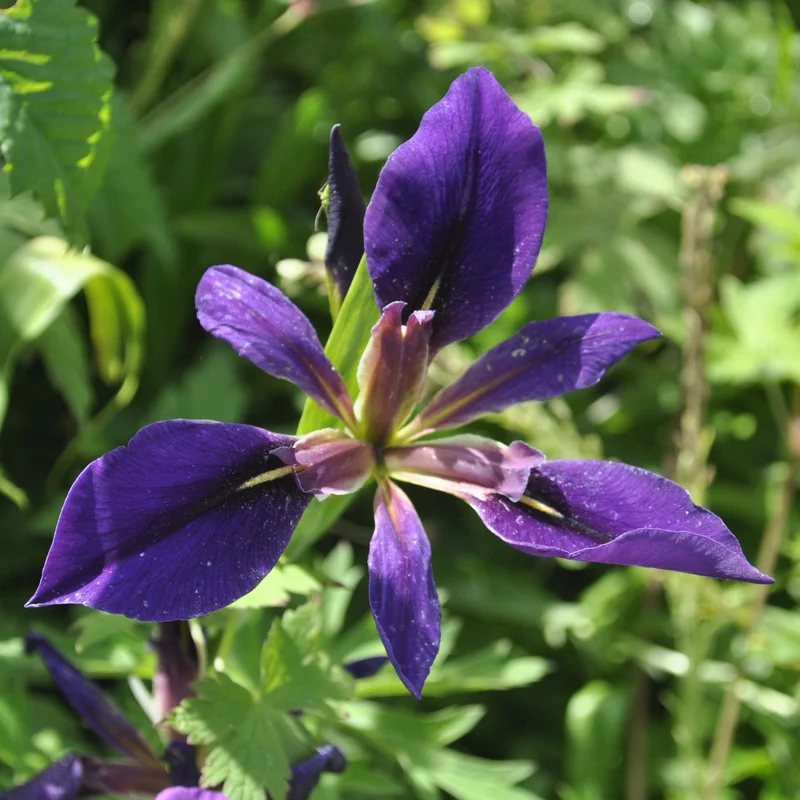 claireaustin-hardyplants3013272