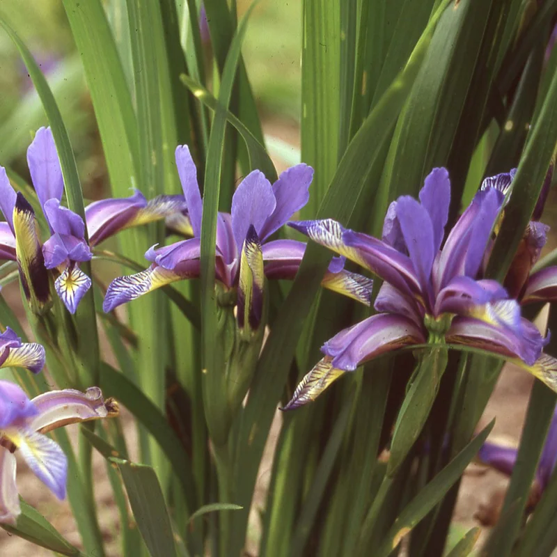 claireaustin-hardyplants3013309