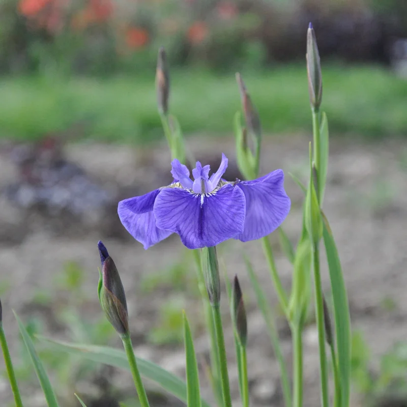 claireaustin-hardyplants3013334