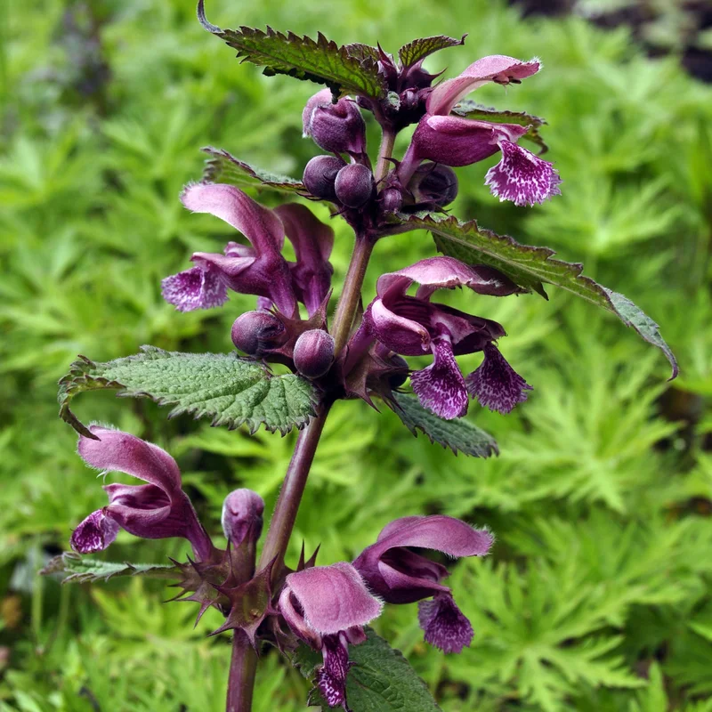 claireaustin-hardyplants3014315