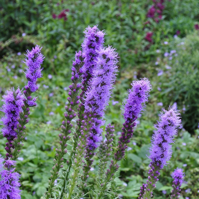 claireaustin-hardyplants3014827