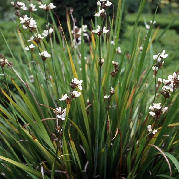claireaustin-hardyplants3014920