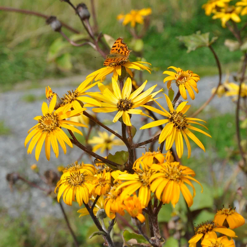 claireaustin-hardyplants3014943