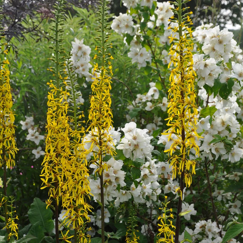 claireaustin-hardyplants3014976
