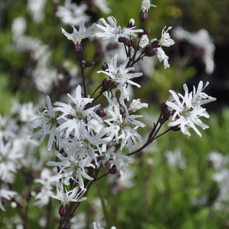 claireaustin-hardyplants3015661