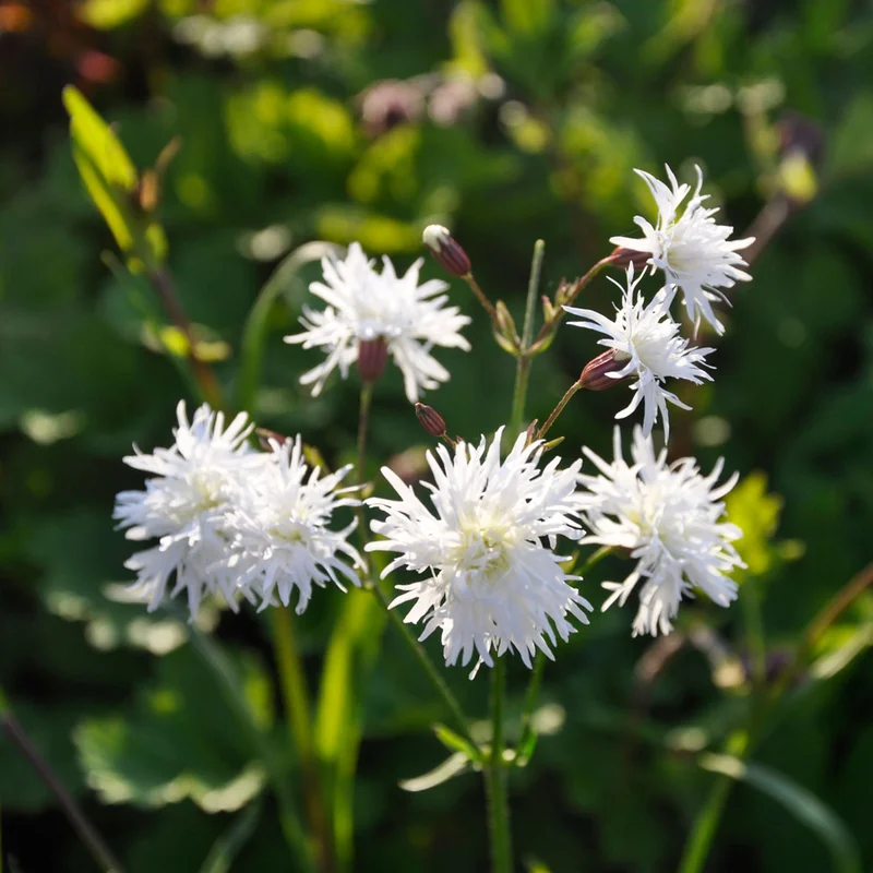 claireaustin-hardyplants3015684