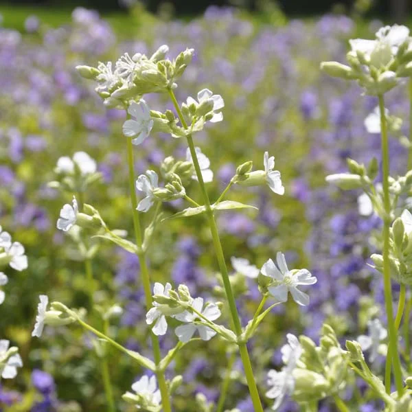 claireaustin-hardyplants3015703