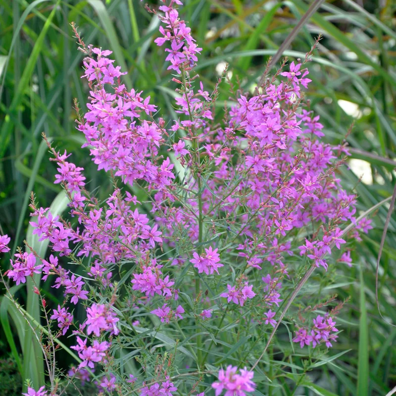claireaustin-hardyplants3016054