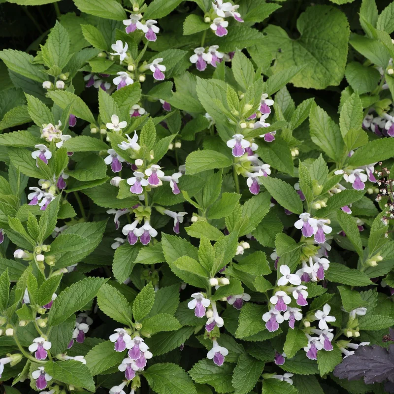 claireaustin-hardyplants3016233