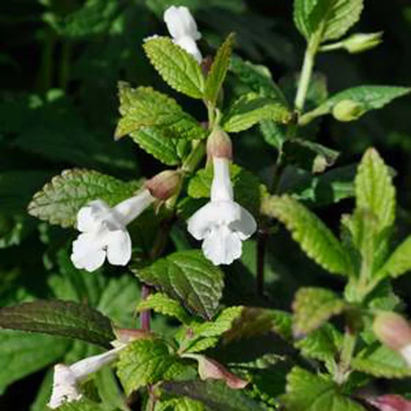 claireaustin-hardyplants3016264