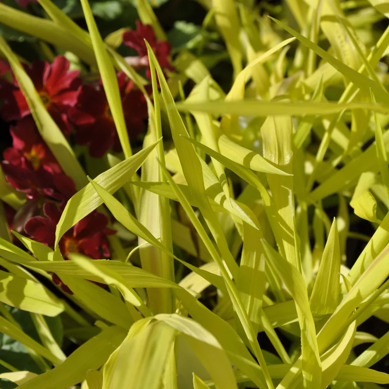 claireaustin-hardyplants3016304