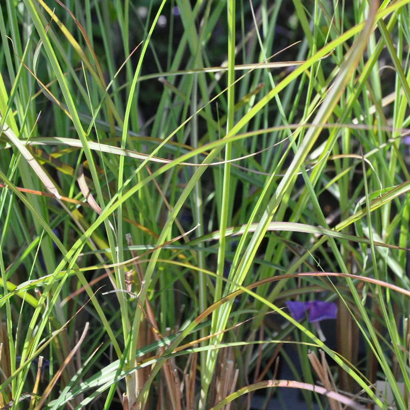 claireaustin-hardyplants3016372