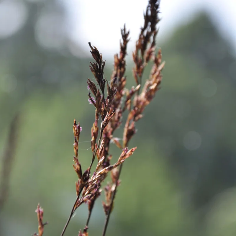 claireaustin-hardyplants3016602