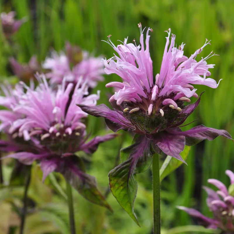 claireaustin-hardyplants3016827