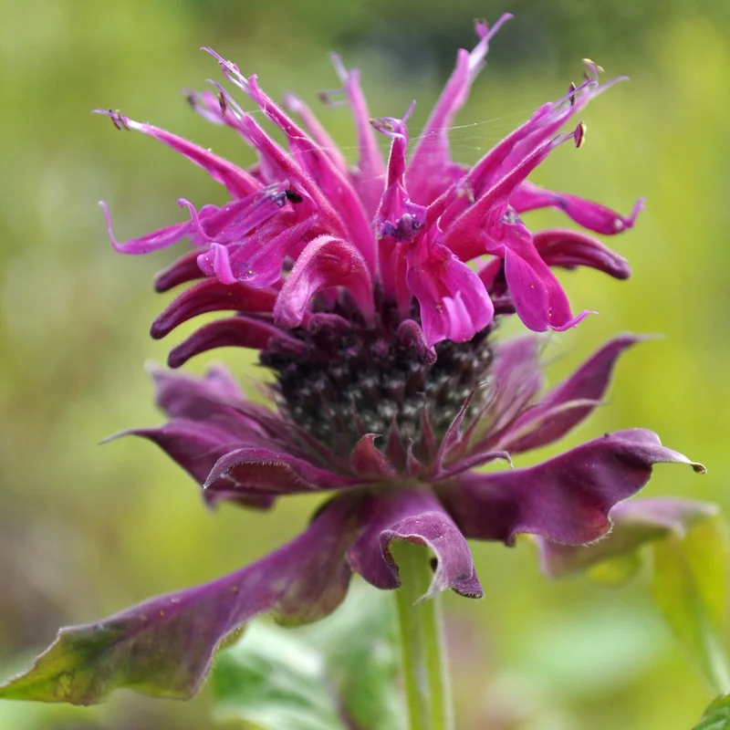 claireaustin-hardyplants3017012
