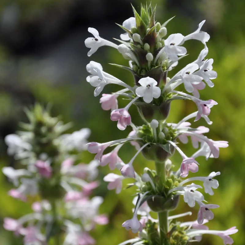 claireaustin-hardyplants3017177