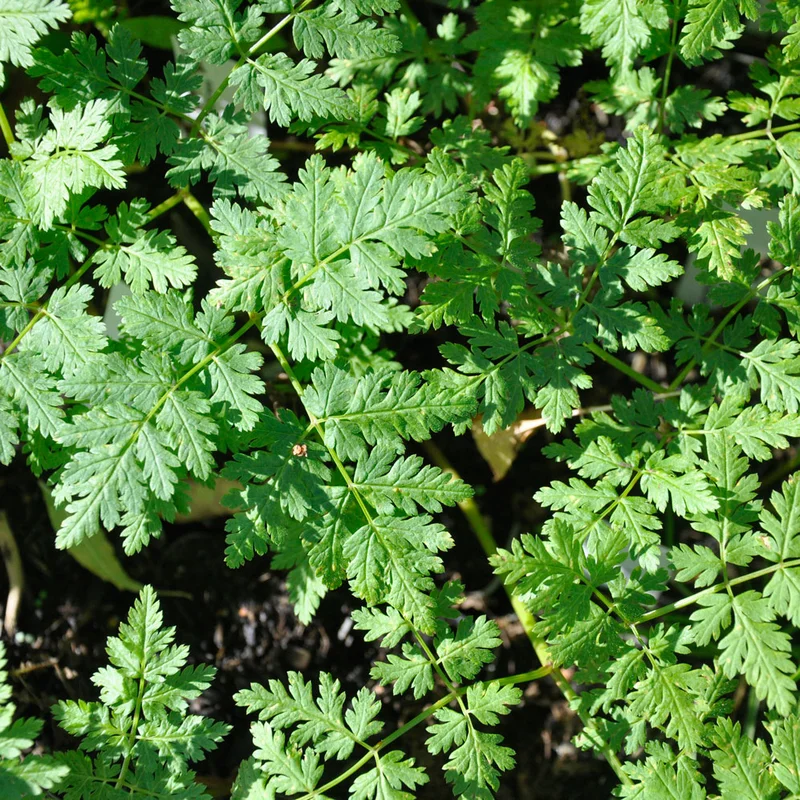 claireaustin-hardyplants3017215