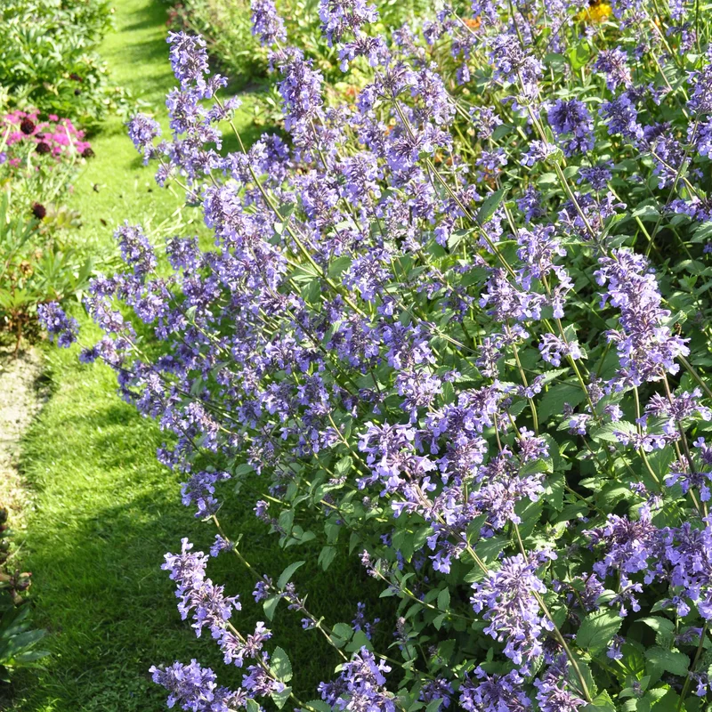 claireaustin-hardyplants3017516