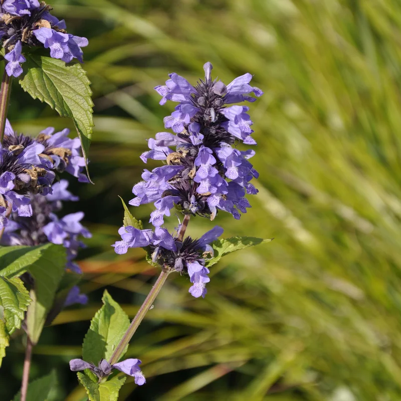 claireaustin-hardyplants3017556