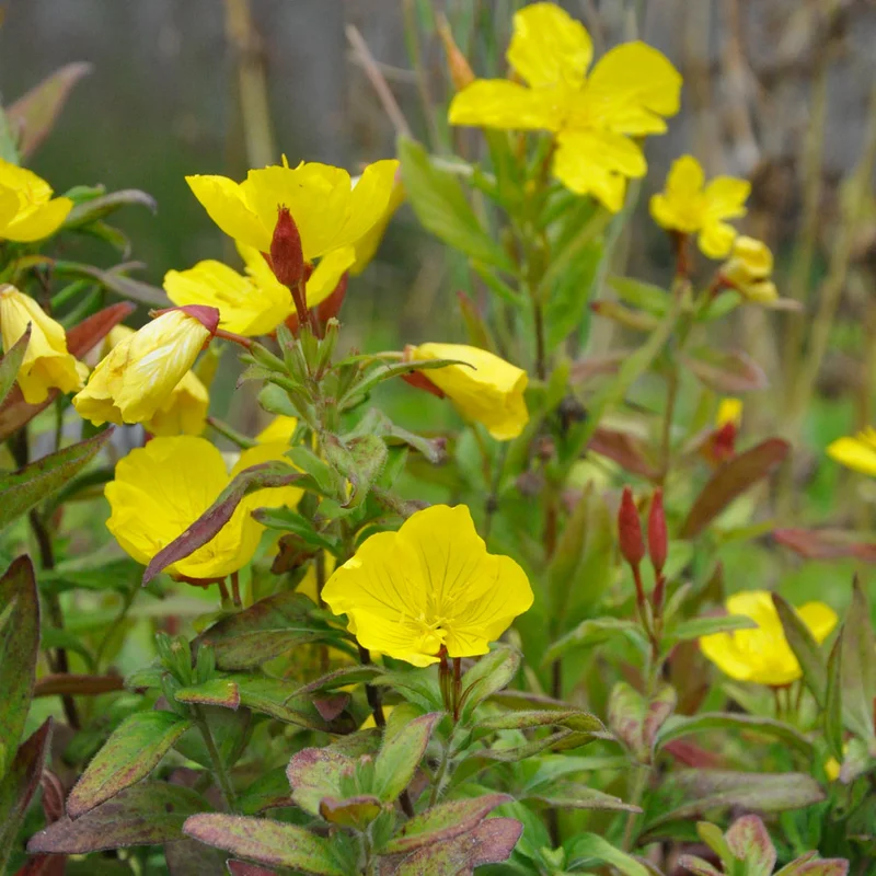claireaustin-hardyplants3018253
